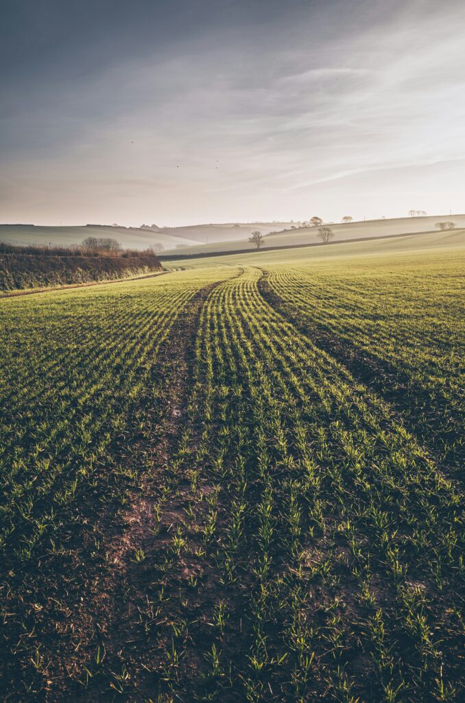 Sezione progetti agricoltura rigenerativa 4